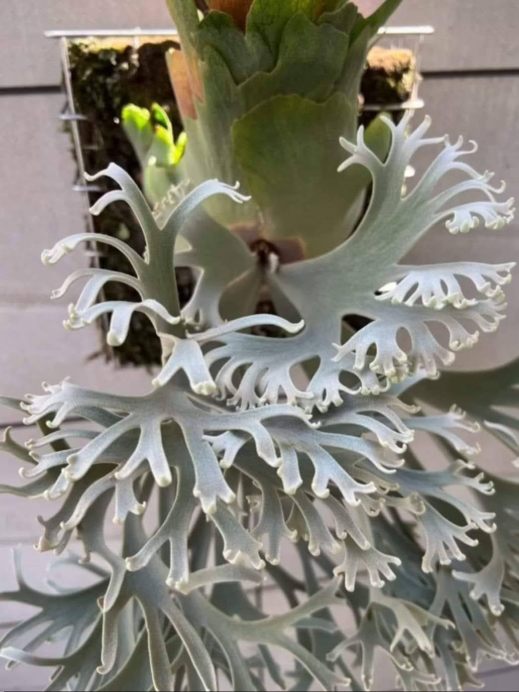 Platycerium willinckii 'Nano' sporelings available for sale at $45