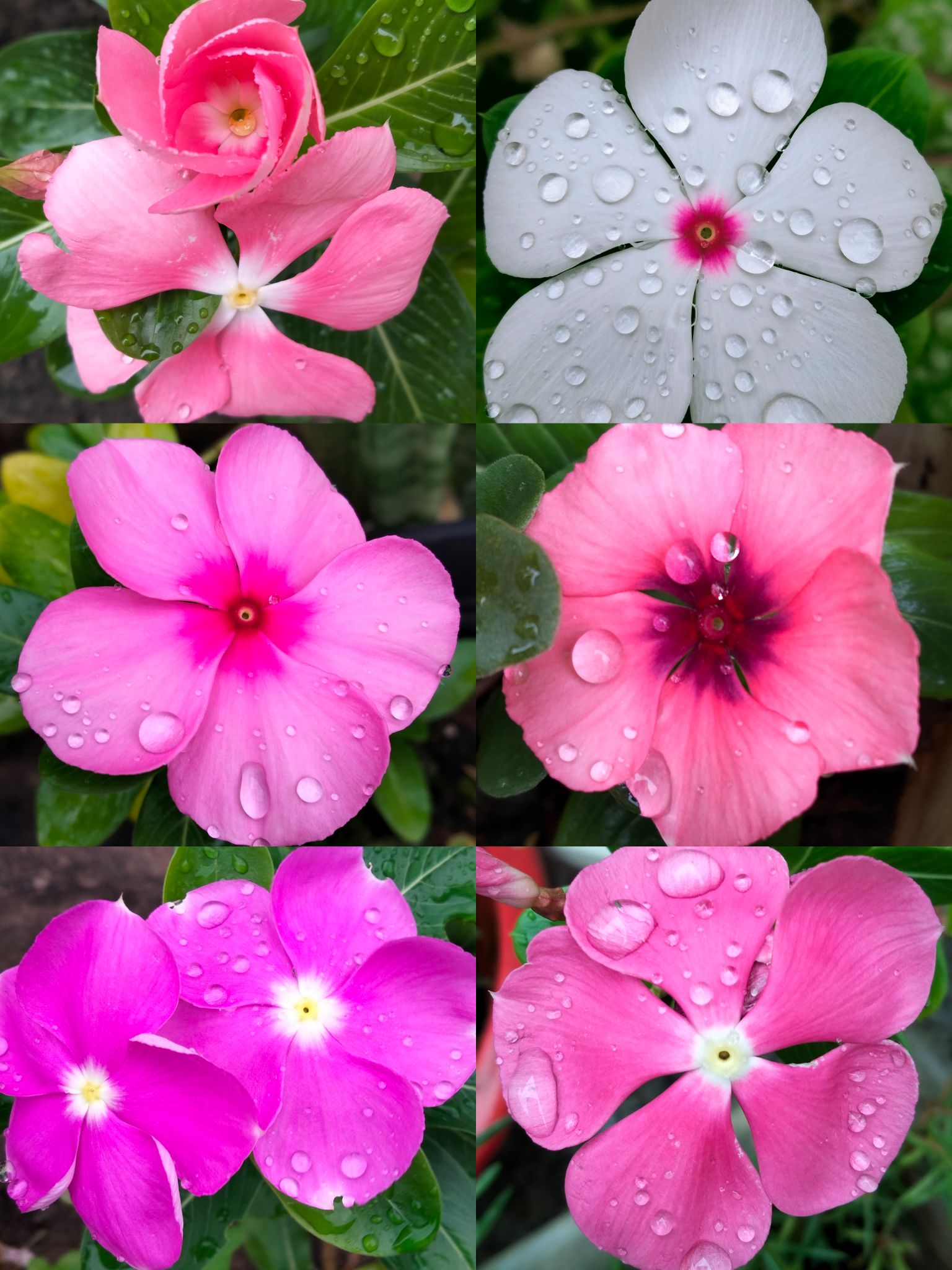 薔薇花開