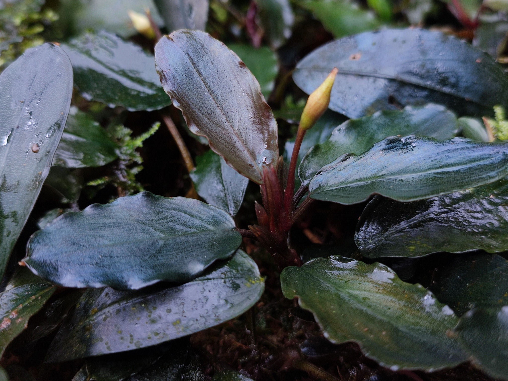 Bucephalandra sp Super Blue 'Sokan'