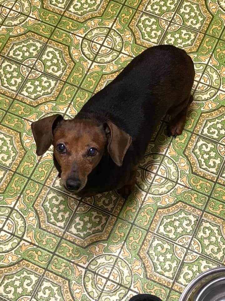 Dachshund Ranch