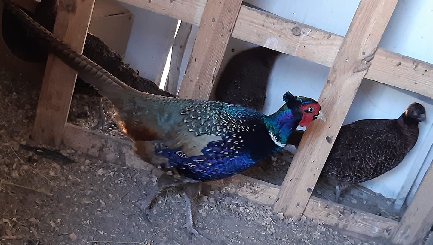 Vand Iepuri,Fazani si Găini de rasă | Timisoara
