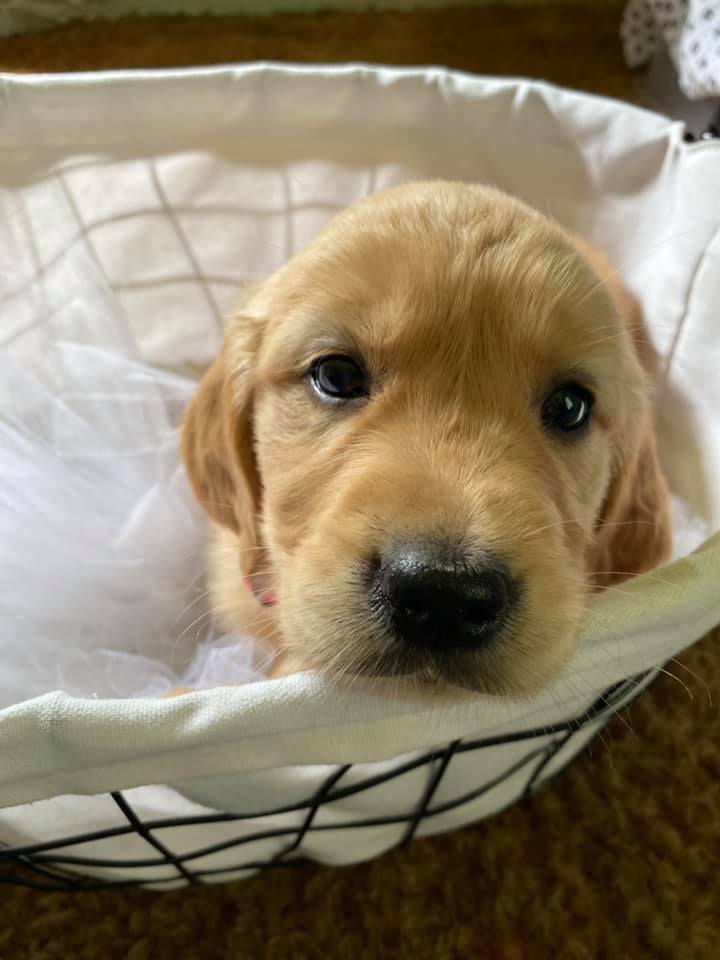 Double GG Ranch Golden Retrievers | Keystone Heights FL