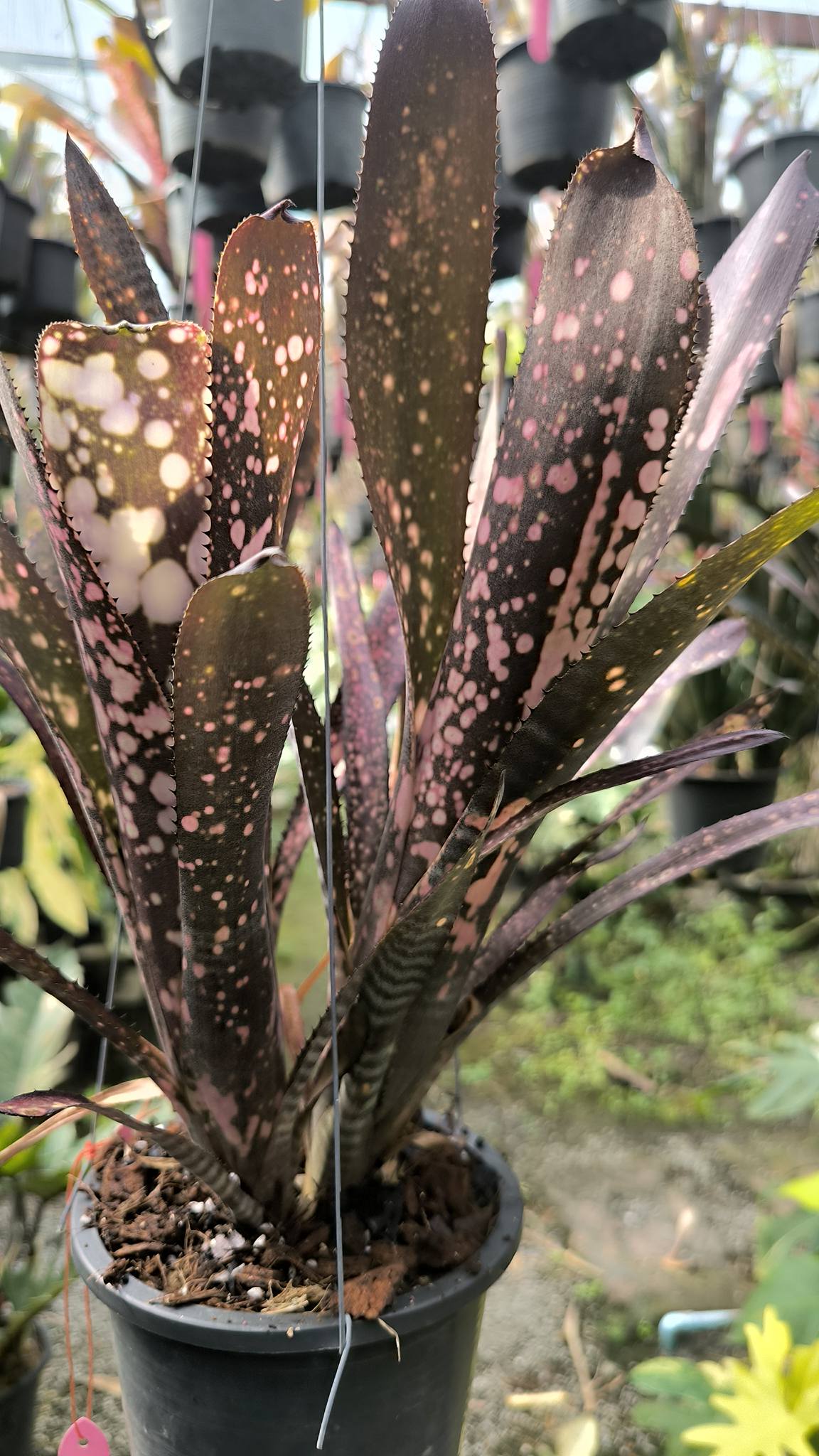 ブロメリア・エアープランツ Billbergia Toneprai Sweet Brush Billbergia.'Toneprai ComFit' New collection♥️🤩🌱 ('Domingos