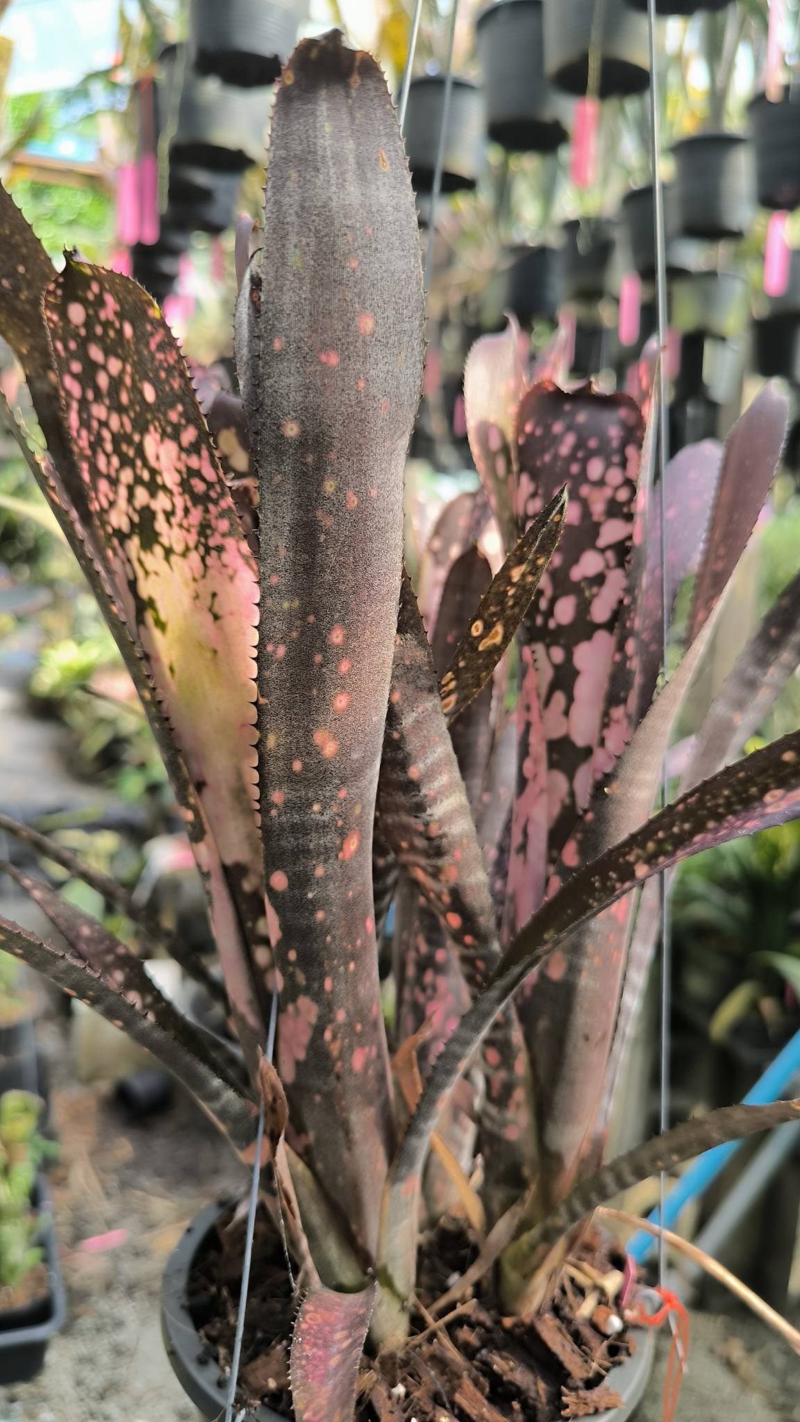 Billbergia.'Toneprai ComFit' New collection♥️🤩🌱 ('Domingos