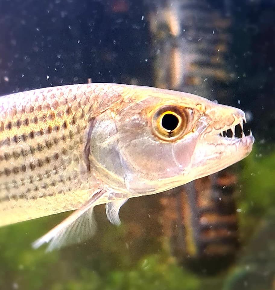 Predatory fish international | Rotterdam