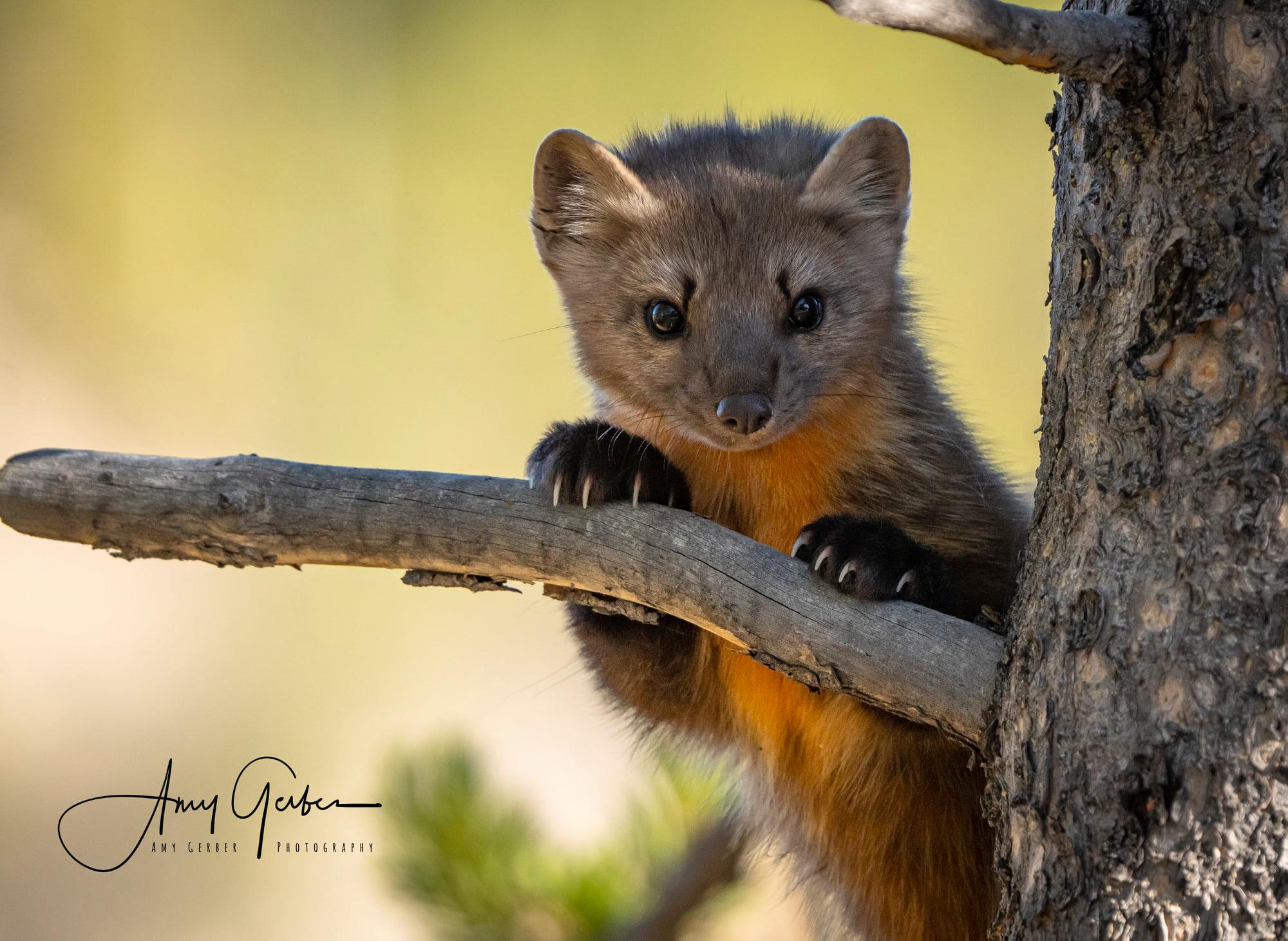 Cub - American Pine Marten Meet the Pine Marten, member of family ...