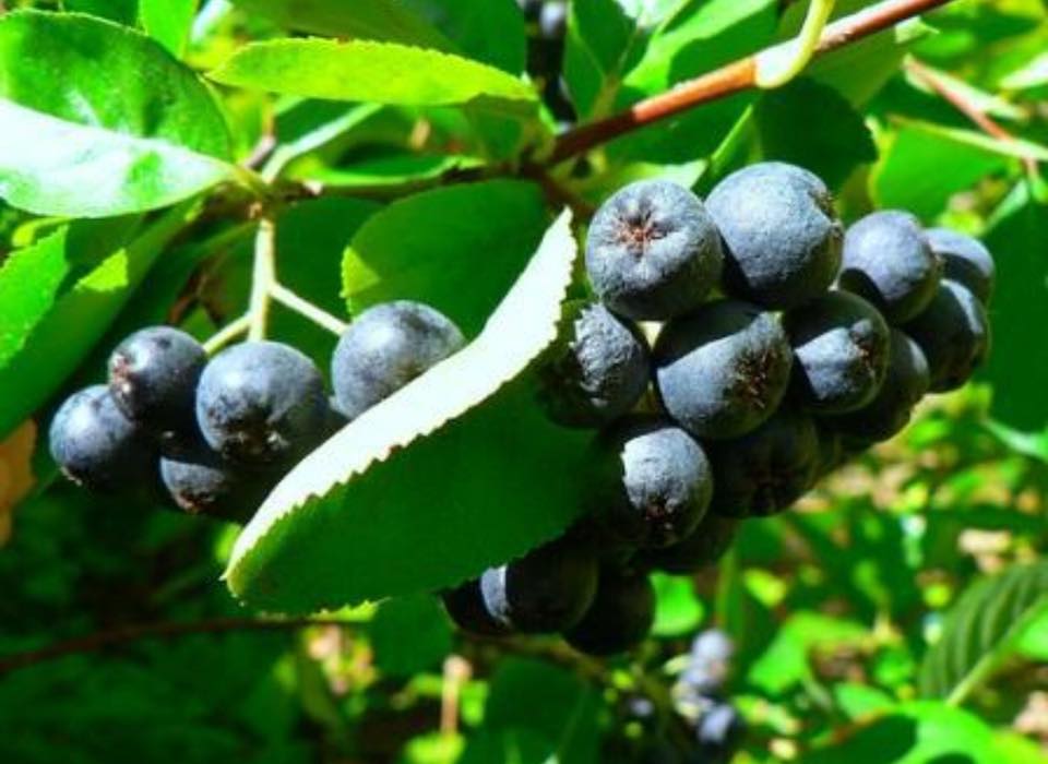 Houser's Harvest Aronia Berry Farm