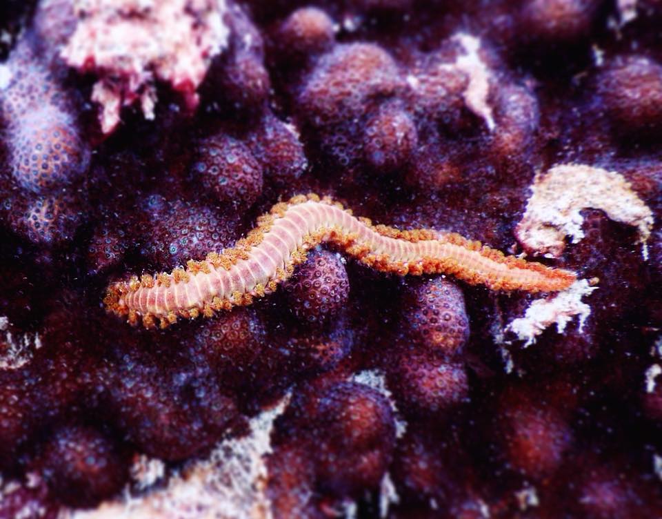 The bearded fireworm... - The Coral Reef Futures Lab