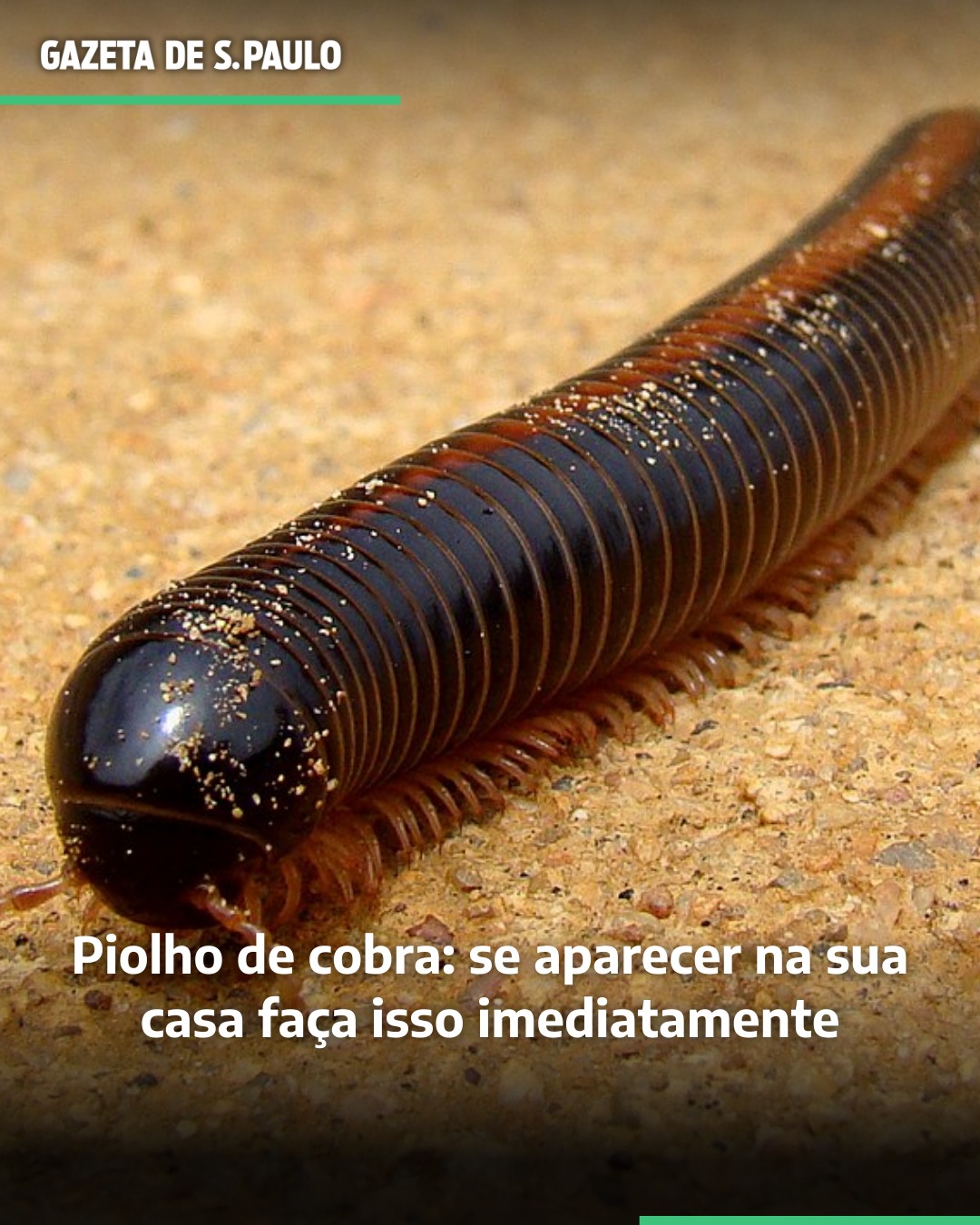 Gazeta - O piolho de cobra, também chamado de gongolo ou embuá, é um ...