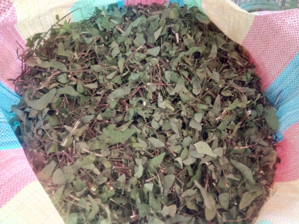 Daun Rerama HQ