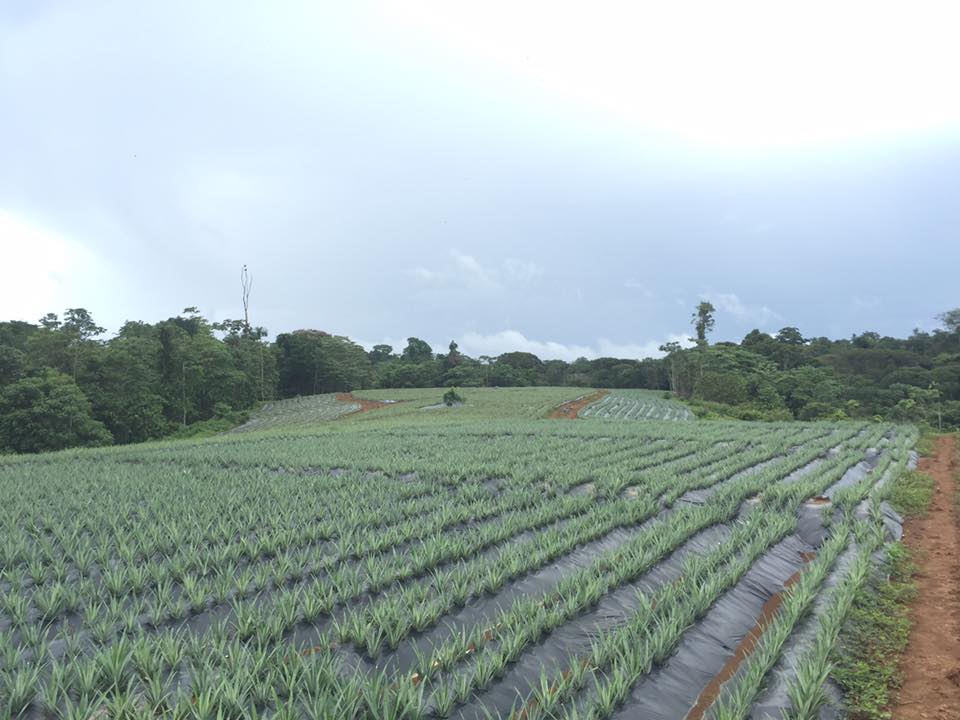 Agrícola La Danta: Producción de Piña Orgánica en Costa Rica | La Virgen