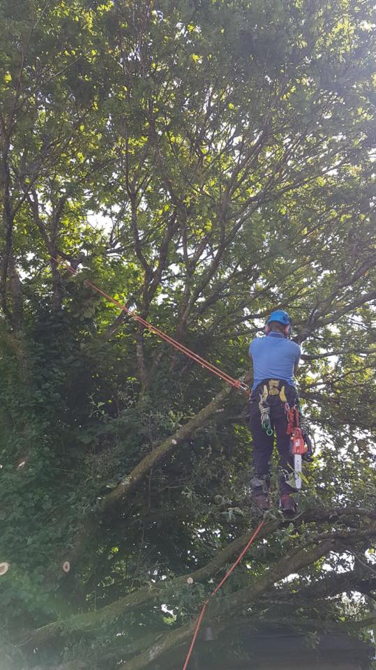 Sw forestry and tree services