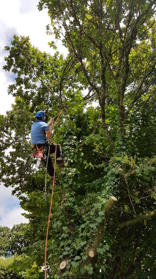 Sw forestry and tree services