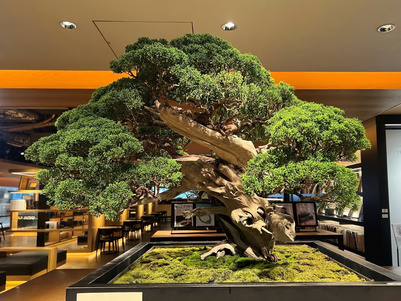 販売中／ 【盆栽】錦松 (ニシキマツ) 樹齢約100年 Japanese black pine