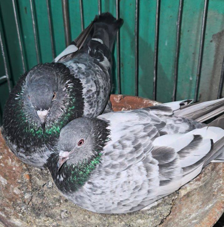 Master pair | Sayed Pigeon Puthia | Facebook