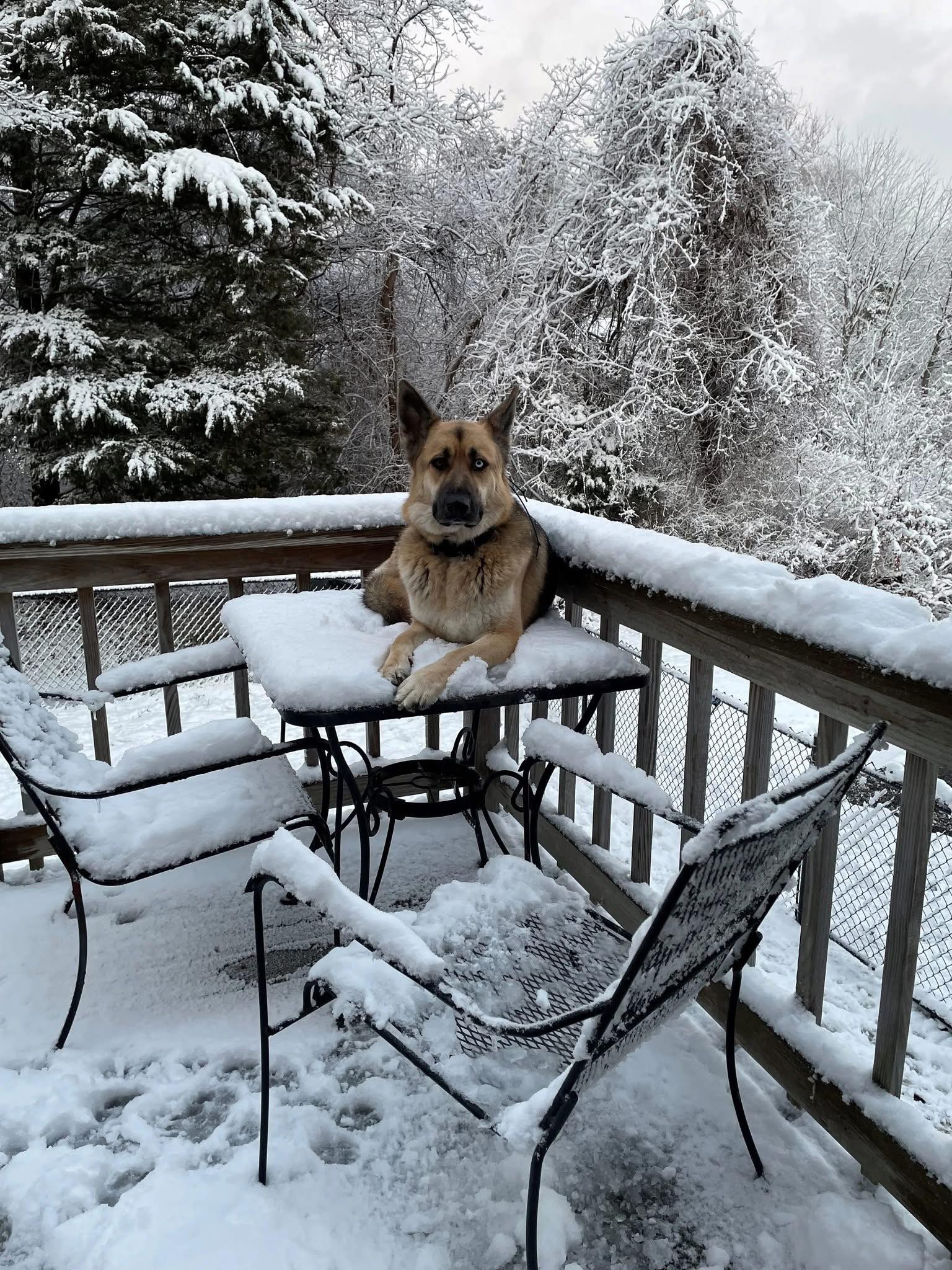 Monadnock Humane Society Training Center | Swanzey NH