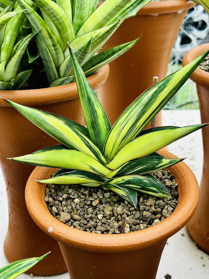 Sansevieria Pingren,Swaddee and Robusta White