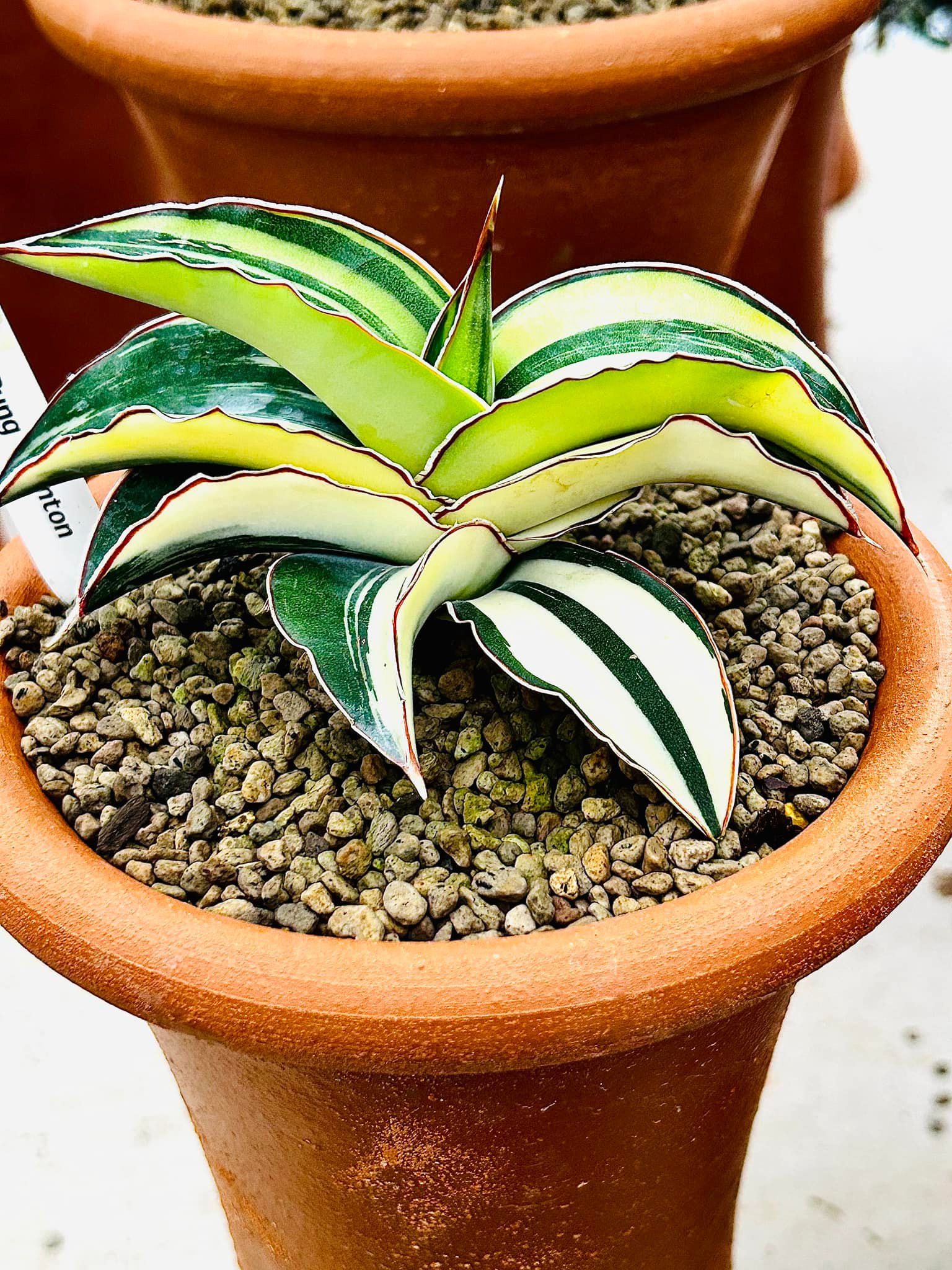 Sansevieria Pingren,Swaddee and Robusta White