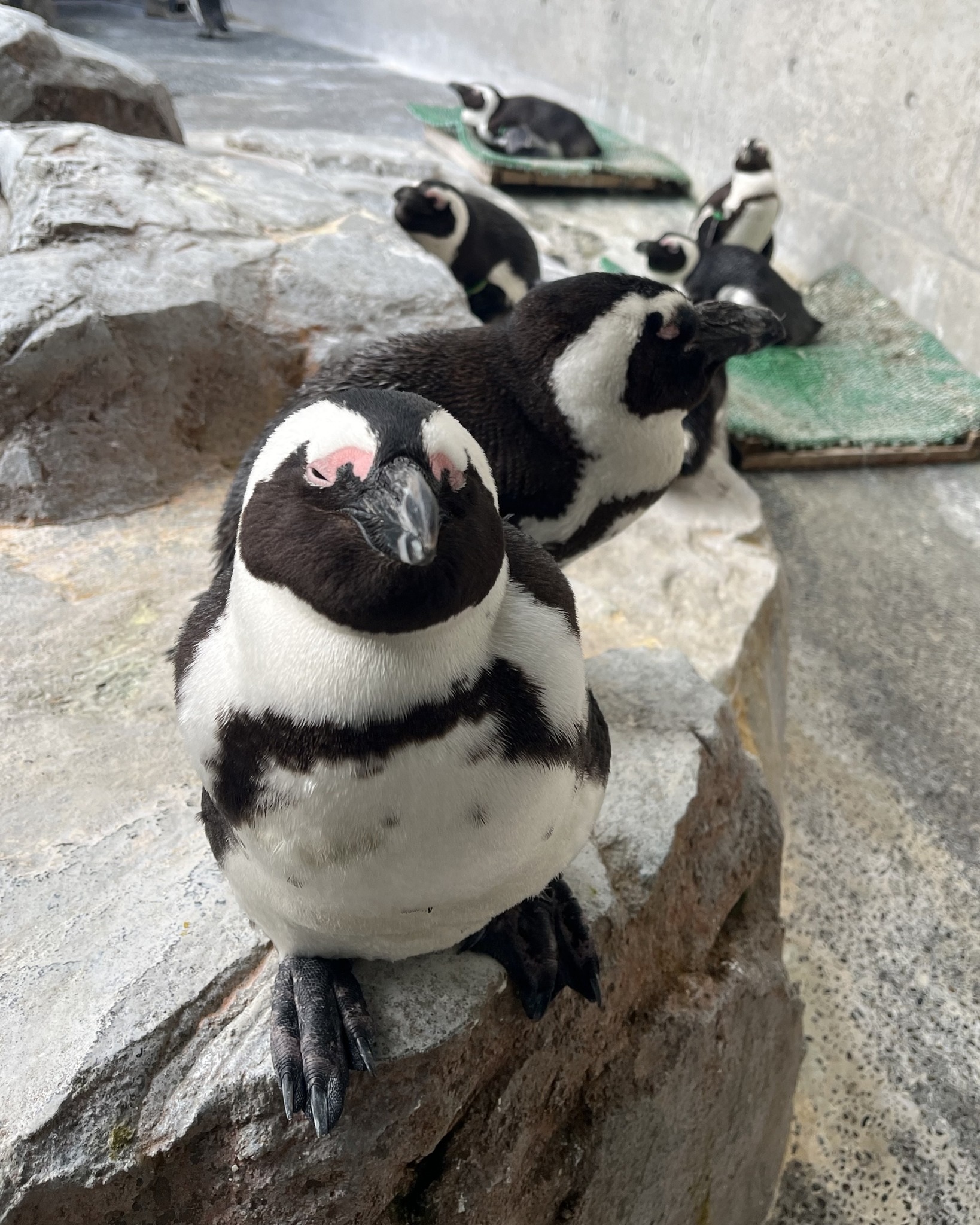 長崎ペンギン水族館 Nagasaki - ジェンツーペンギン 2羽で仲良く