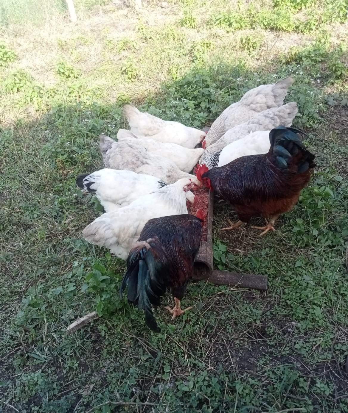 Kawayan Chicken Farm | San Andres