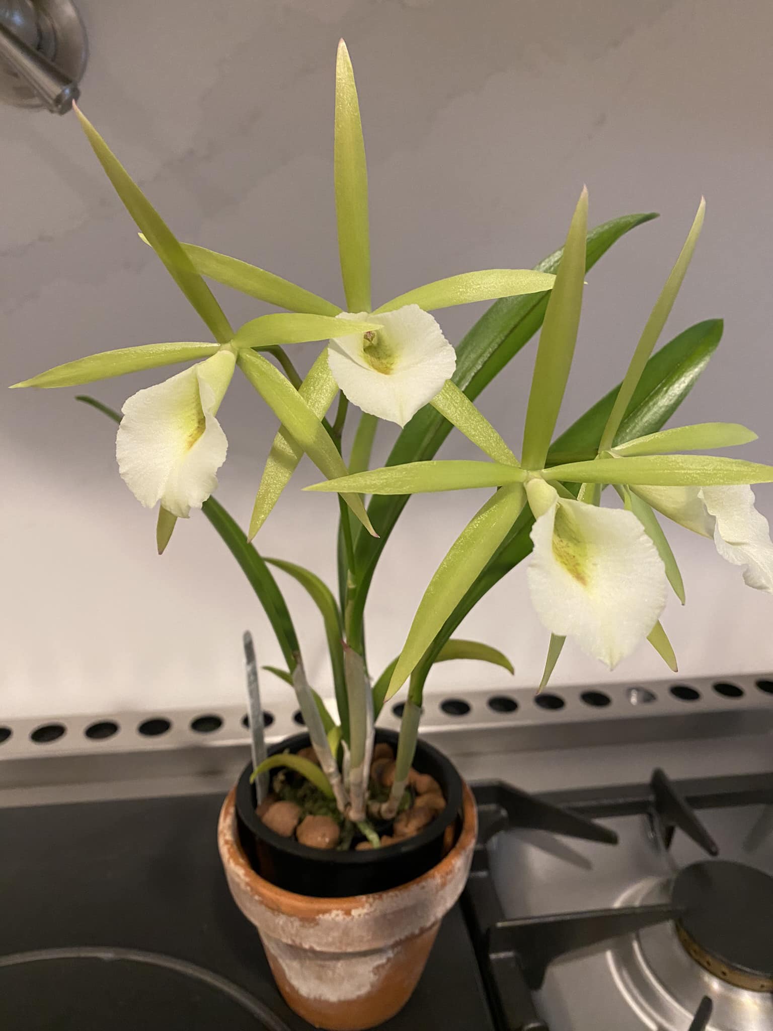 Procatavola Key Lime Stars (Lime Sherbet x B. nodosa)