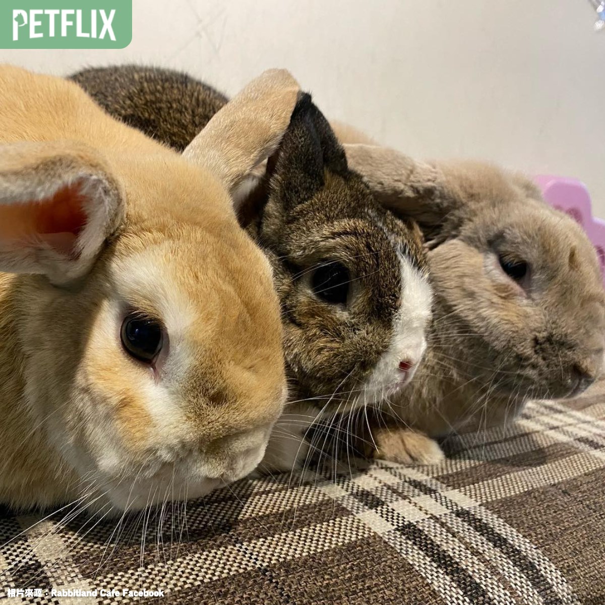 Petflix 毛聊 - #銅鑼灣 #兔兔 【🐰寵物友善好去處】全港唯一兔兔Cafe🐰☕ 今次要同大家介紹全港唯一一間以兔仔為主題嘅Cafe ...