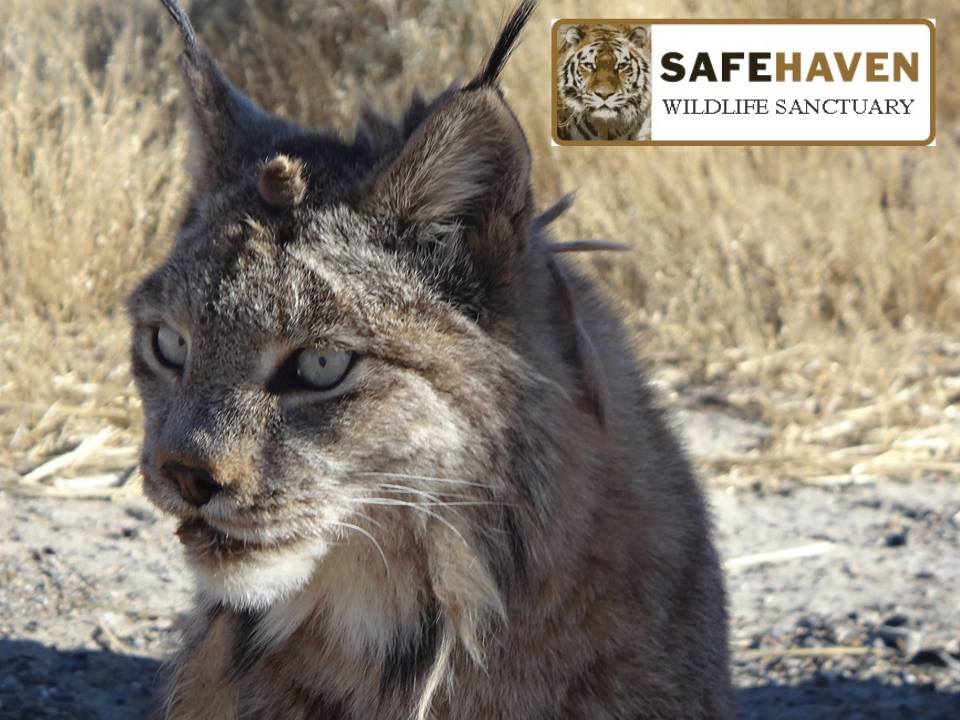 Canadian lynx and their love for boxes