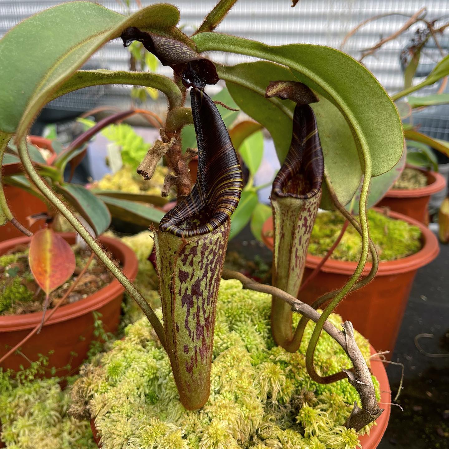 Nepenthes hurrelliana or mollis 🙂