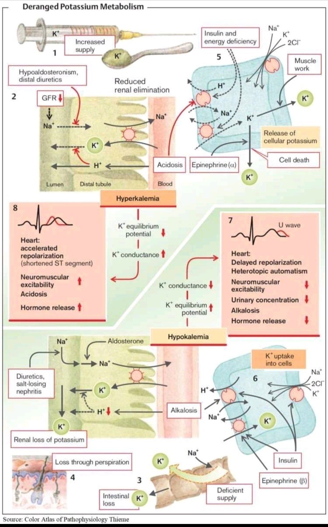 William - Potassium isn’t just another mineral; it’s the body’s ...