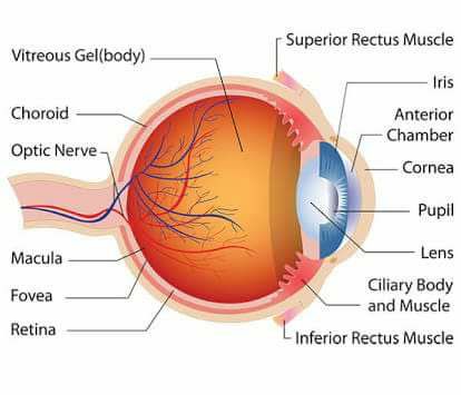 Glucose-6-Phosphate Dehydrogenase (G6PD) Deficiency and Cataract Risk A large retrospective review at Montefiore Medical Center found that patients with G6PD deficiency had a significantly higher prevalence of cataracts (9.7% vs. 3.4%) and