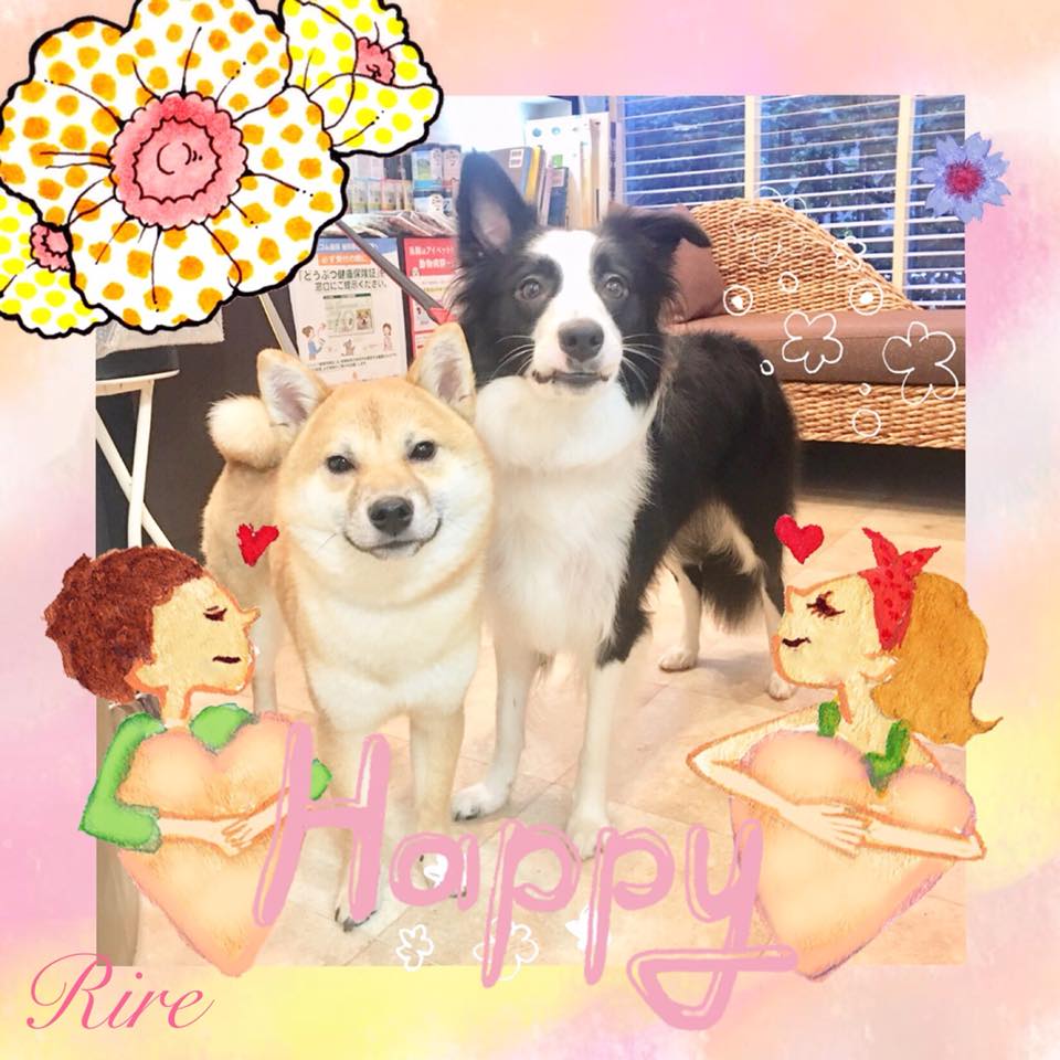 Rire リール 今日は元気いーっぱいの はなちゃん タロくんシャンプーday シャンプーが終わってふたりともいぃ笑顔っ はなちゃんっ タロくんっ とーってもお利口さんでしたっ O 罒 O たくさんの可愛い笑顔をありがとう ふたりの可愛い動画は