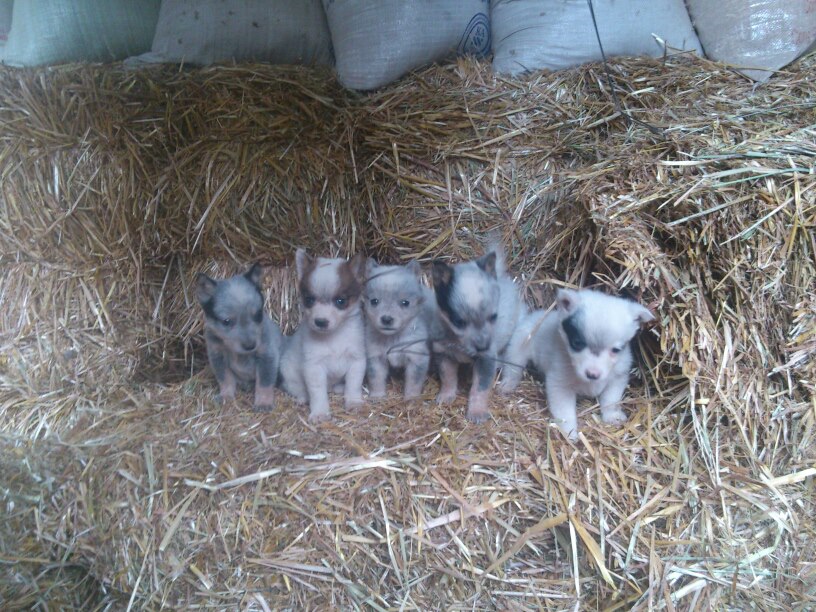 Criadero de Blue Heeler 