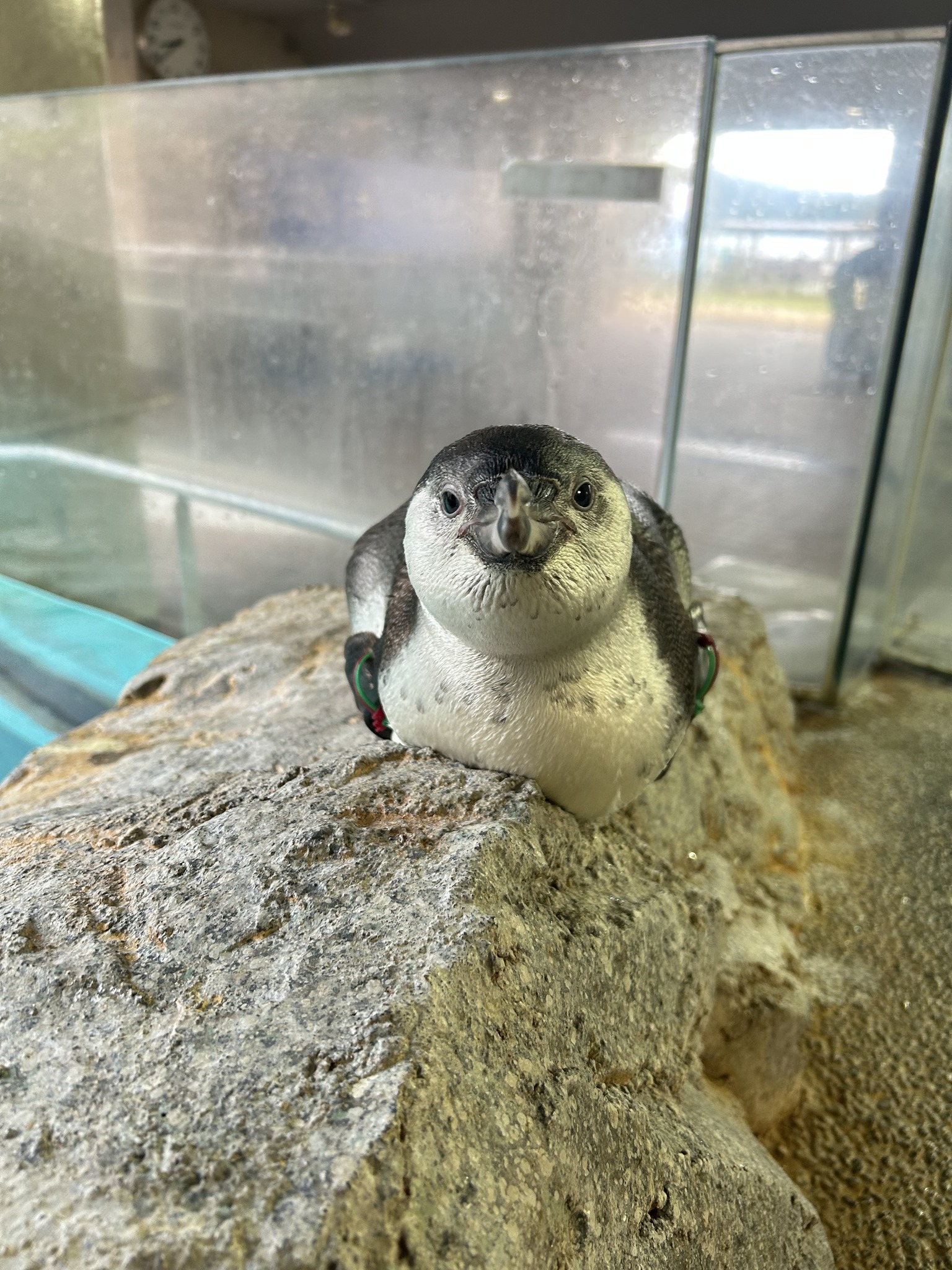 題して、 亜南極長（ヒゲ）とその護衛達（キング） #長崎ペンギン