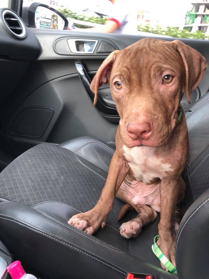 MISSING DOG Our dog is just lost/taken, from 5PM on Truong Sa, Phu