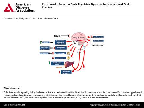 A Diabetes American Association. Frome Insulin Action in Brain ...