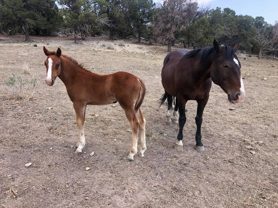 Redd Ranch Quarter Horses