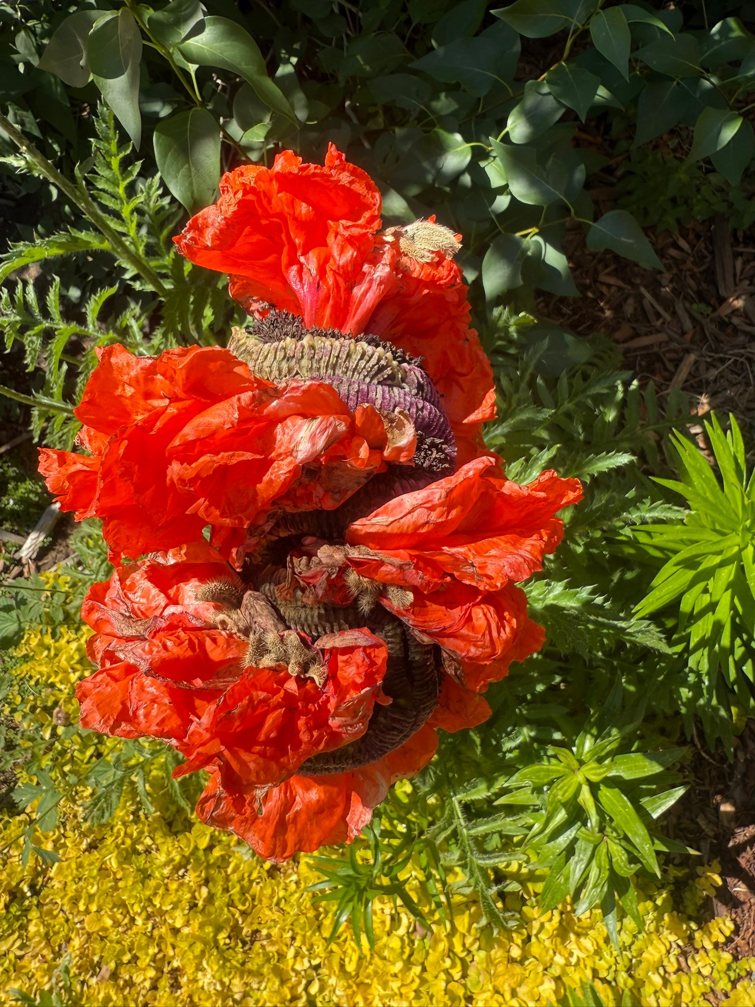 Fasciated poppy blooms with unique flamenco skirt shape