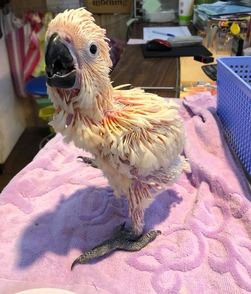 新來一隻朱路冠妹妹 目前34天大 寵物鳥世界k2 Parrot Pet House Facebook