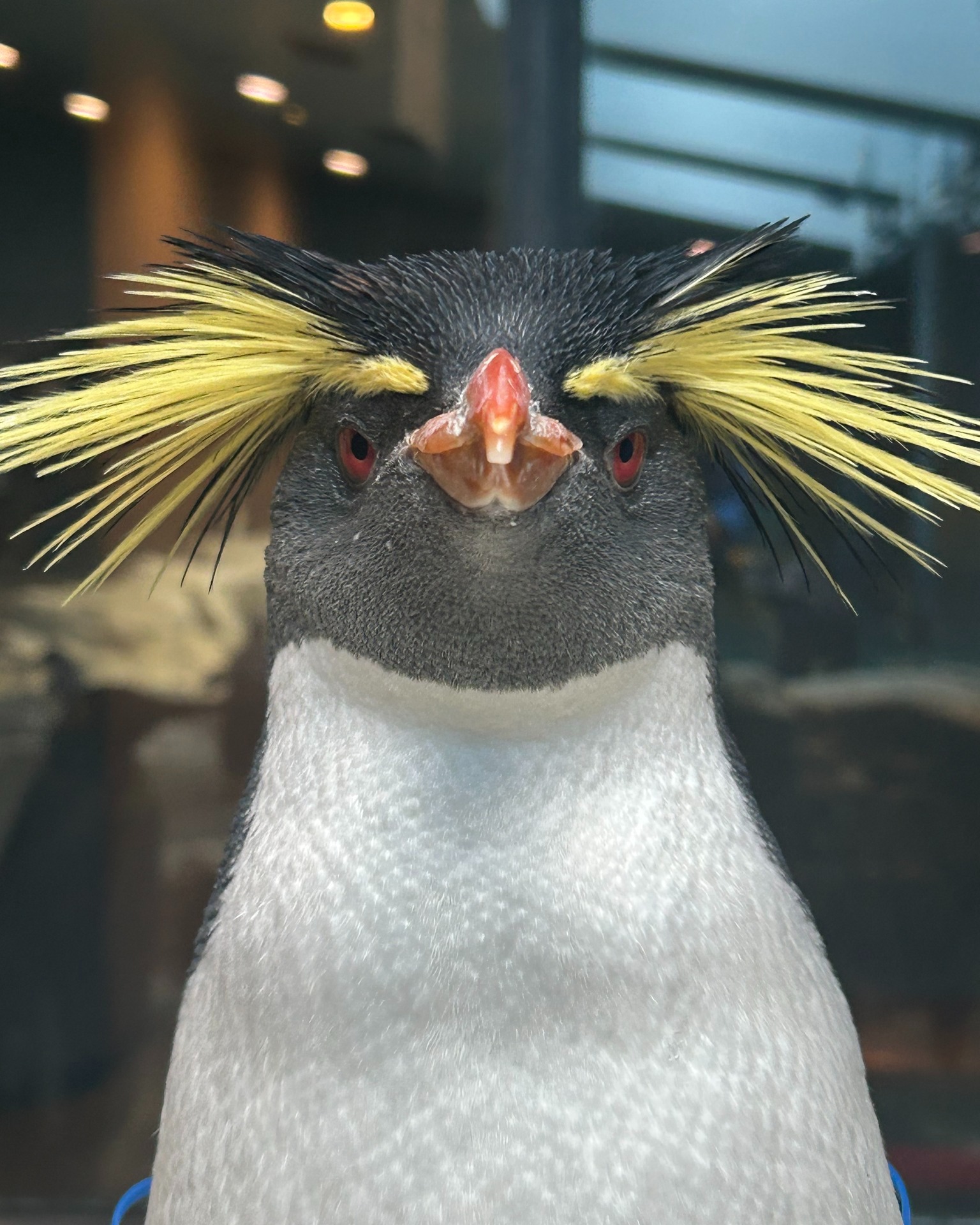 長崎ペンギン水族館 Nagasaki - ジェンツーペンギン 2羽で仲良く