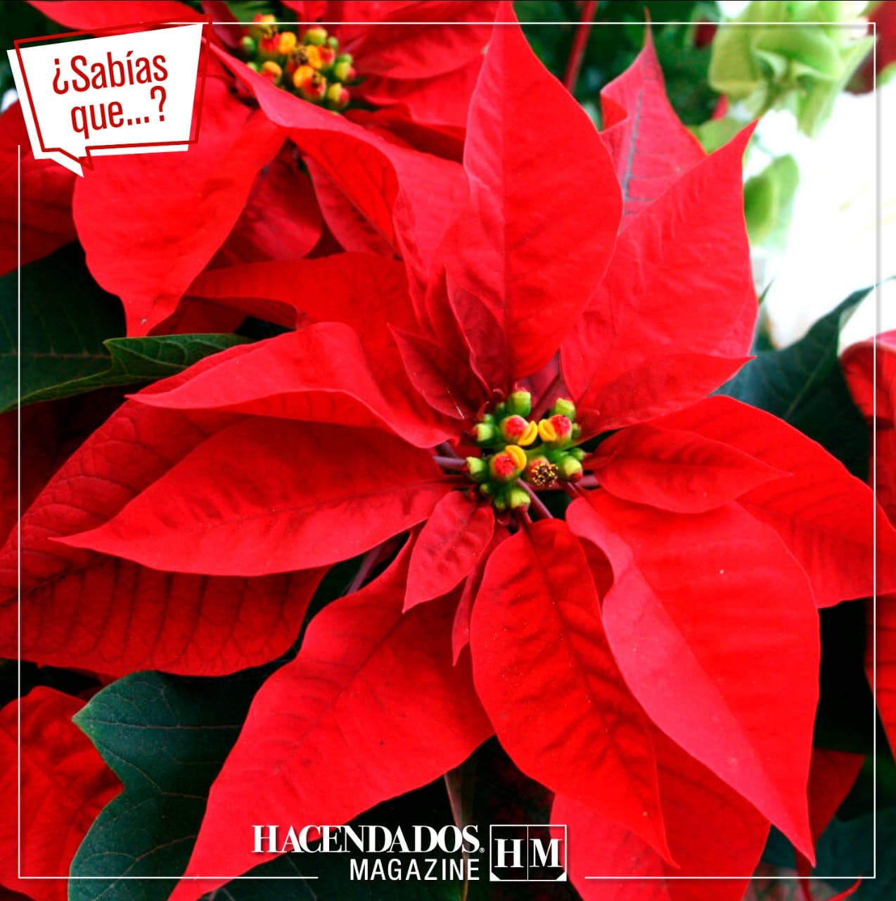 Hacendados Magazine - #sabíasque ¡La flor de #Nochebuena es oriunda de ...