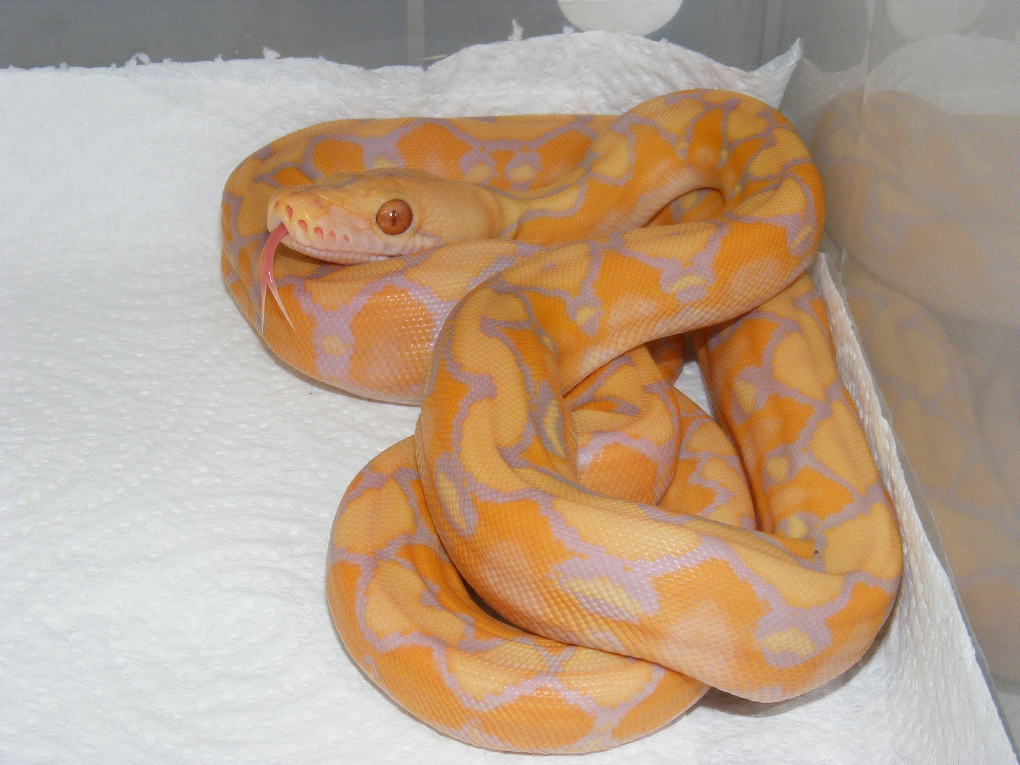 Foulsham Sunfire, OG Sunfire,... - Imperial Retics Germany | Facebook
