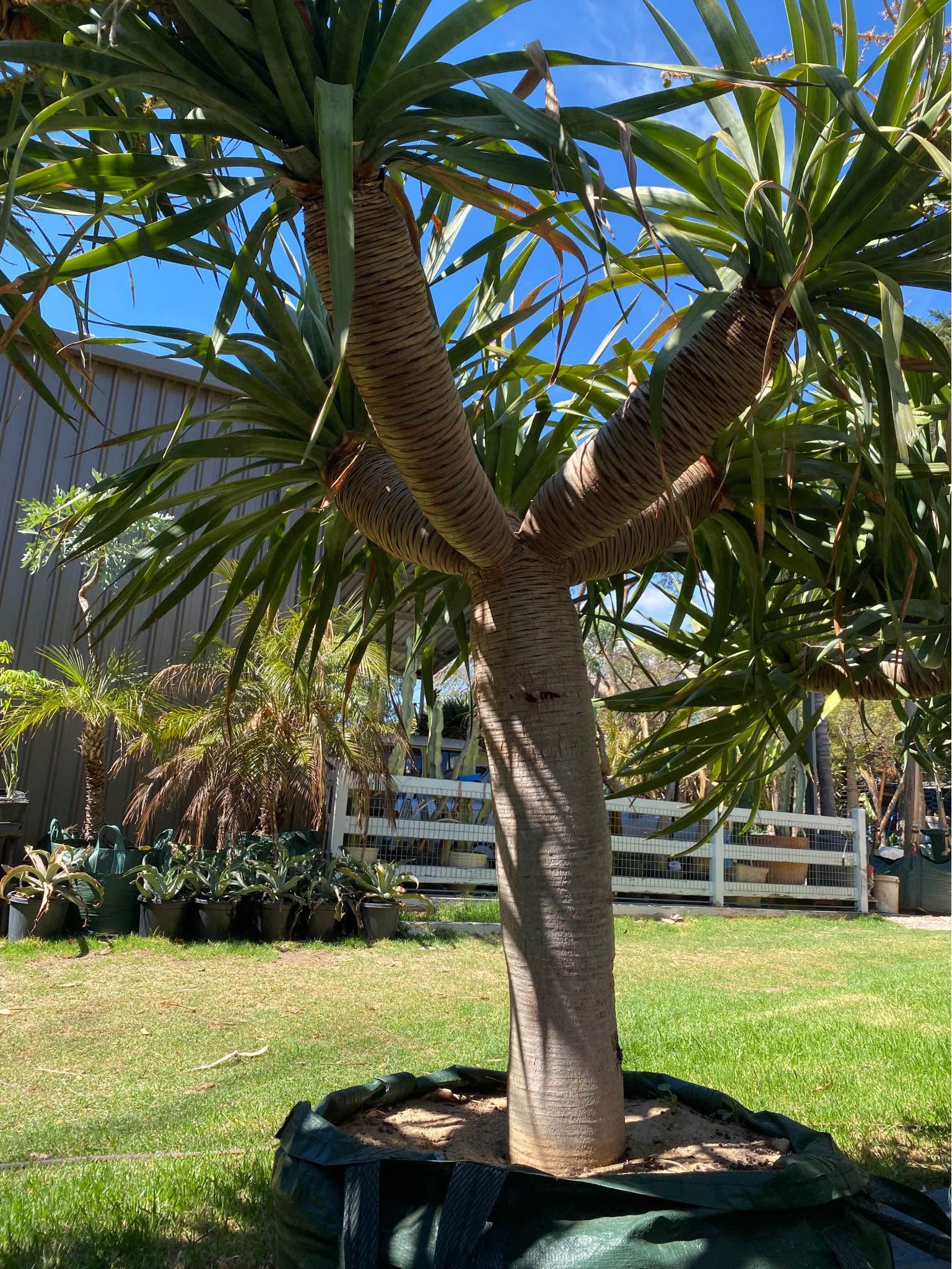 (Dracaena Draco) Dragon Trees - Plants & Seedlings - Melbourne ...