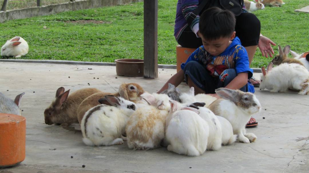 Ranau Rabbit Farm | Ranau