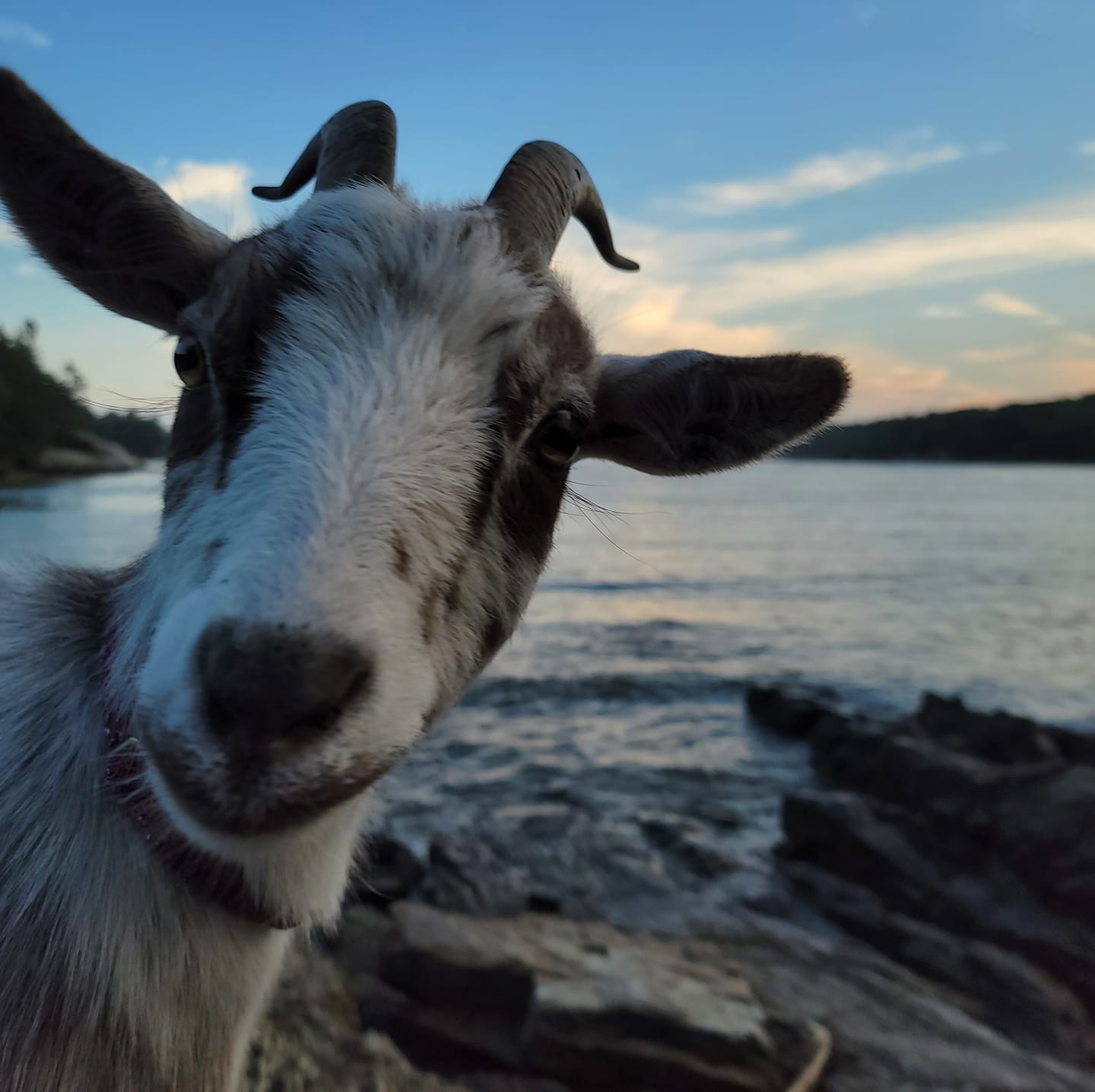 🌼 Hello and happy spring... - J & J Farm Gallivanting Goats | Facebook