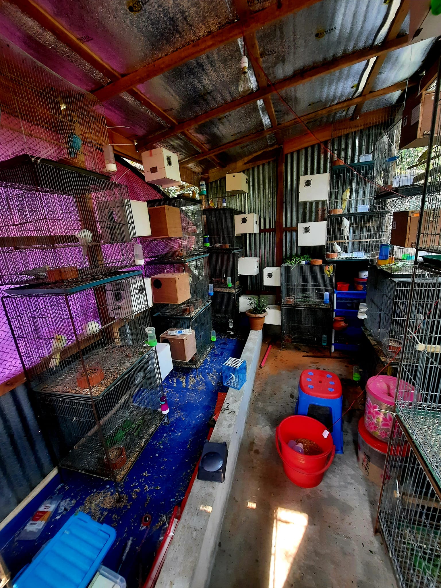 Robin Bird Aviary