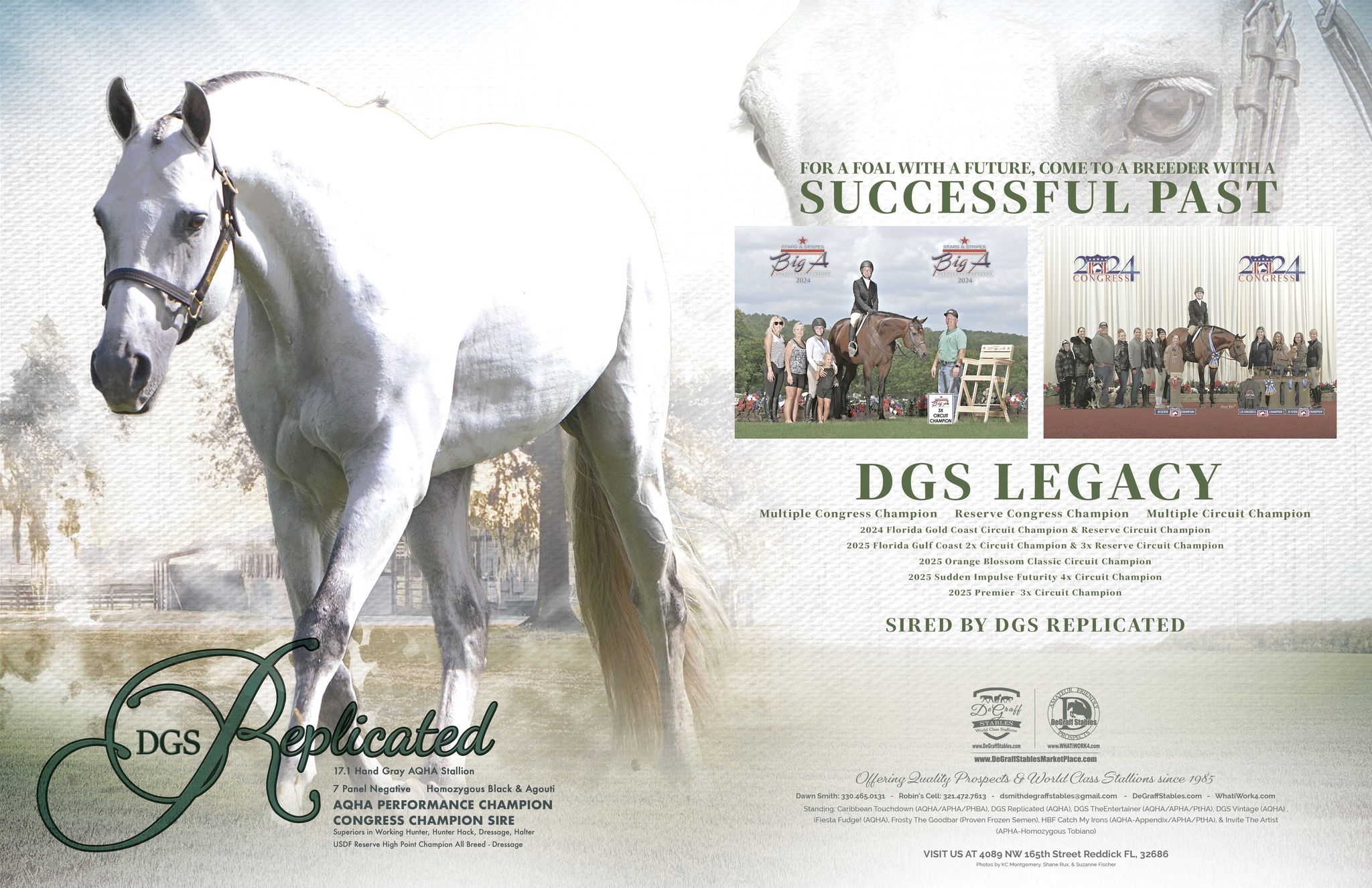 DGS Replicated - AQHA Champion