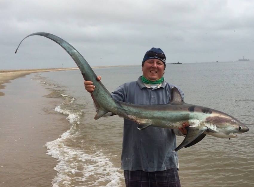 A Shark Tale The Thresher... - Gondwana Collection Namibia | Facebook