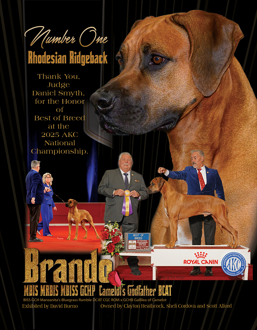 Dog - #brando Number One #rhodesianridgeback with David Bueno | Facebook