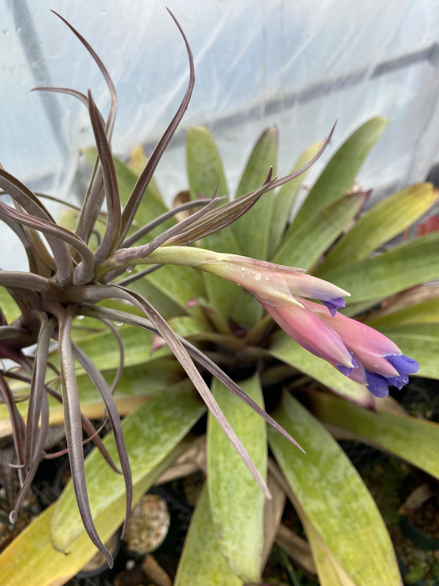 Tillandsia piauiensis From Brazil