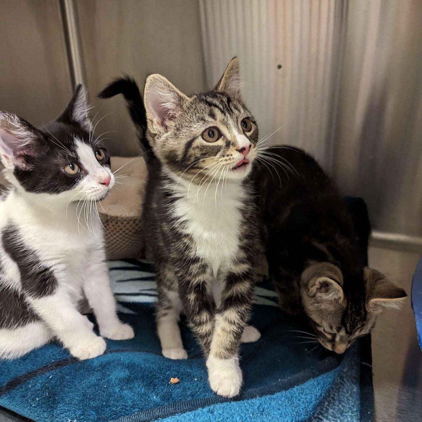 SOS Pet Rescue - We have VERRRYYY slowly started taking...